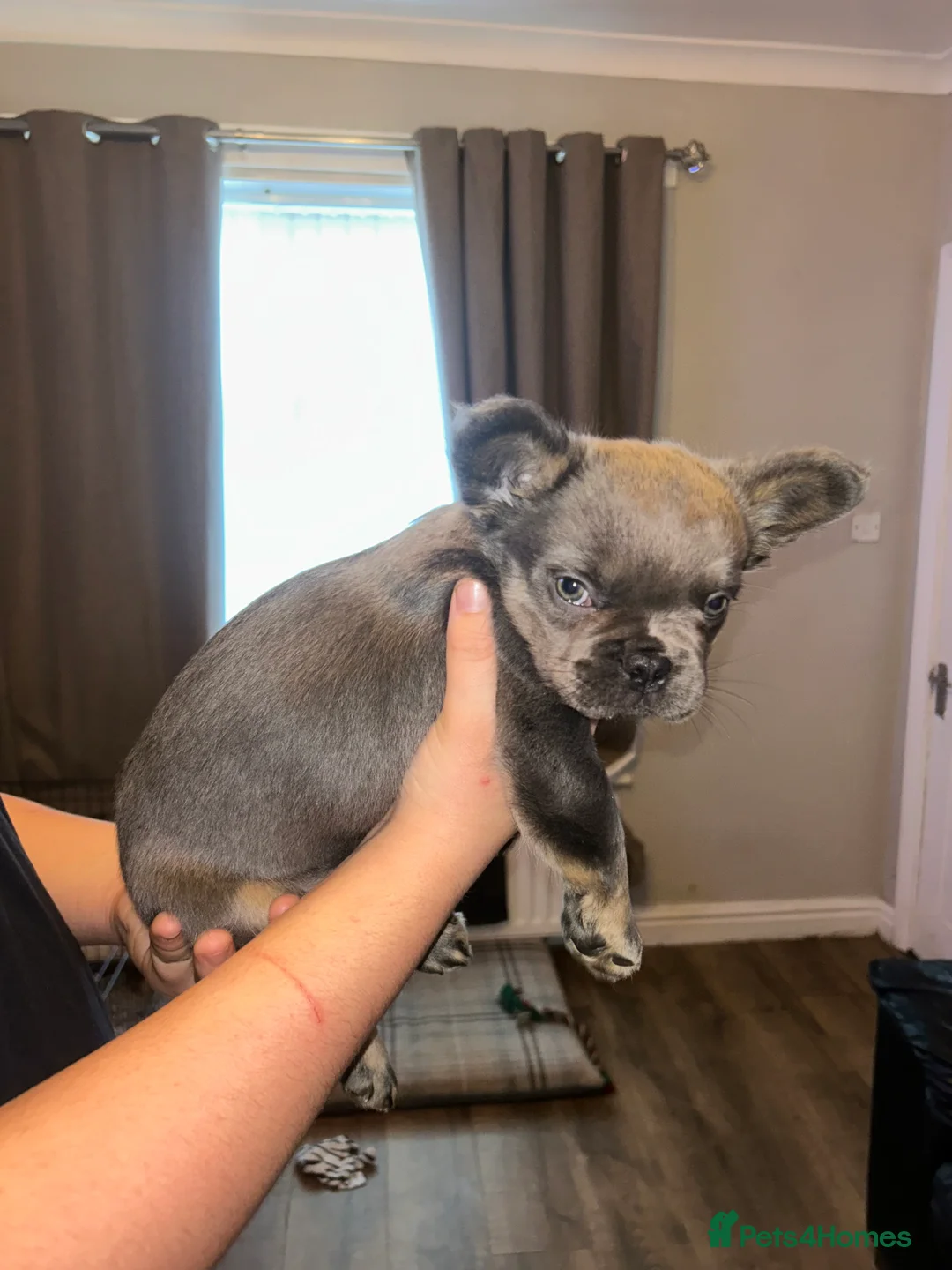 French Bulldog dogs for sale: Male fluffy frenchie - Advert 12