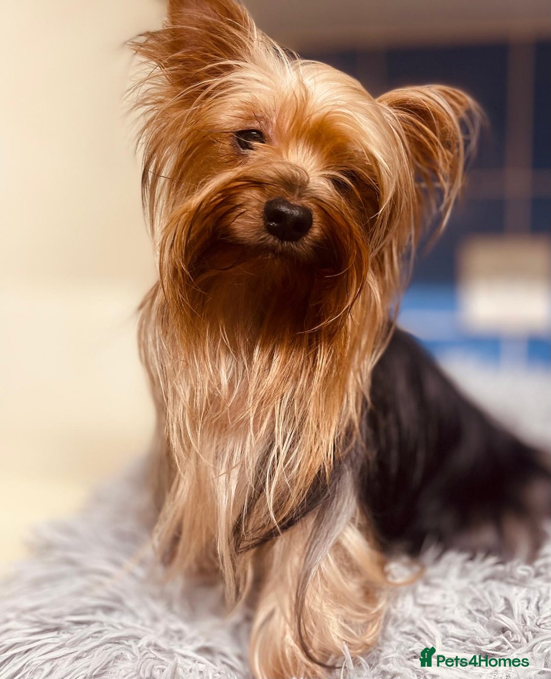 Yorkshire Terrier dogs for sale: Boy Yorkshire Terrier  - Image 9