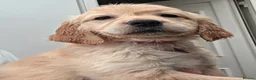 Golden Retriever dogs for sale: Selective litter from health tested parents - Advert 17