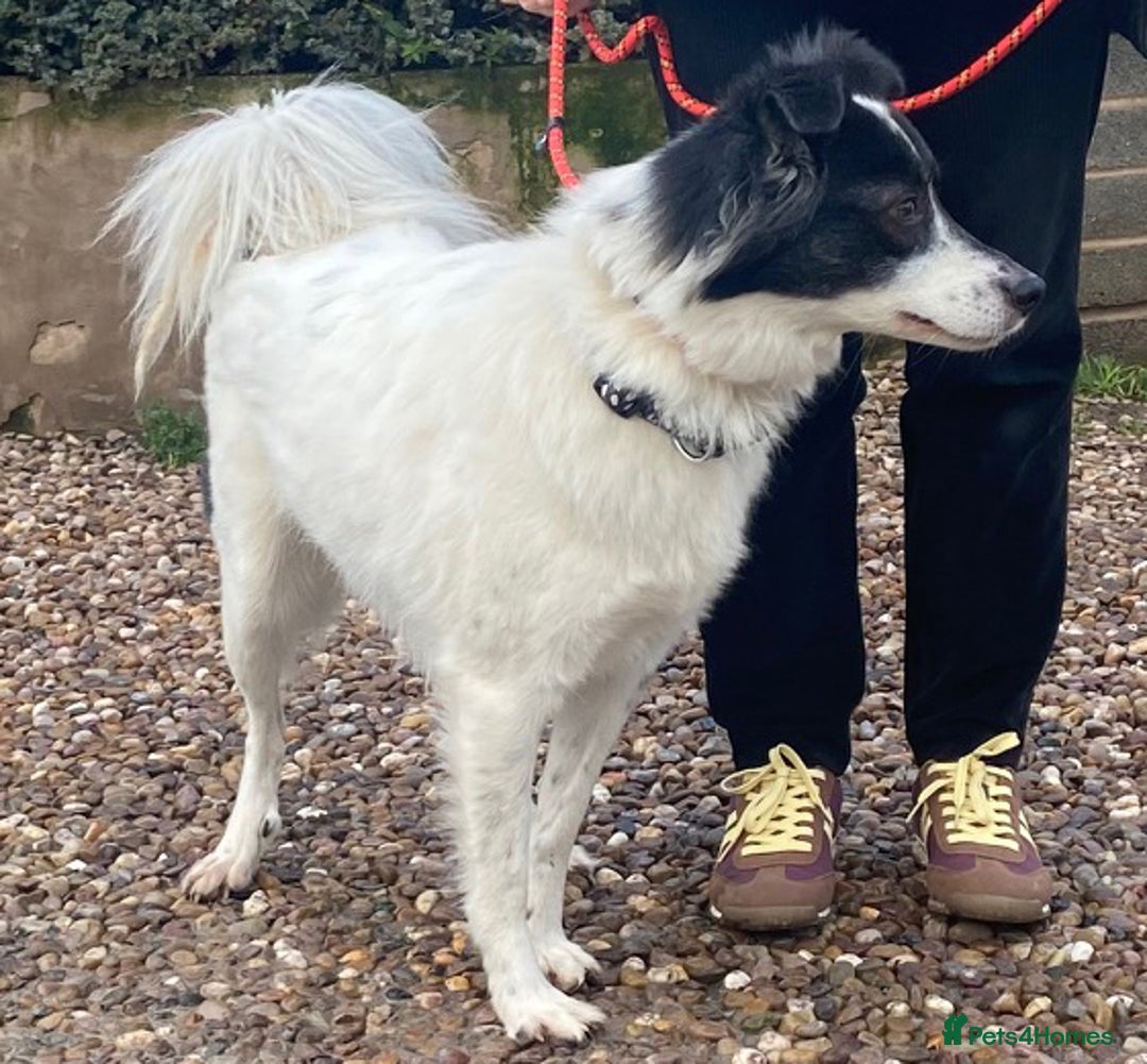 Mixed Breed dogs for adoption: Child friendly Frankie wants a loving forever home - Advert 1