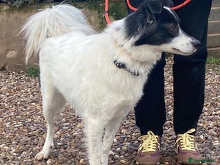 Mixed Breed dogs Child friendly Frankie wants a loving forever home - Advert 1