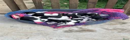 Pointer dogs for sale: English Pointers for sale  - Advert 8