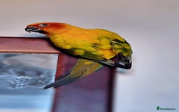 Conures birds for sale: 2 year old Sun Conure for sale. - Image 3