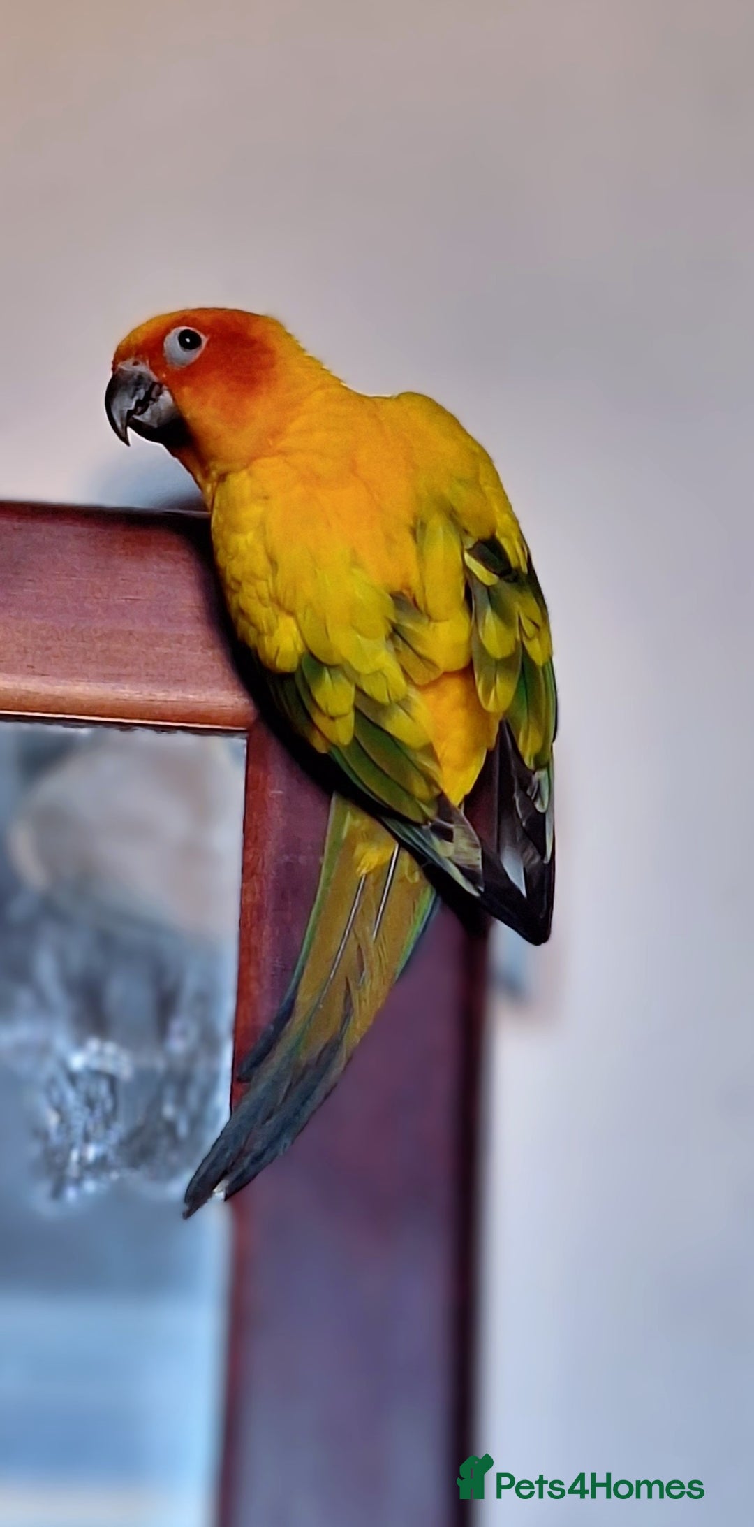 Conures birds for sale: 2 year old Sun Conure for sale. - Image 3