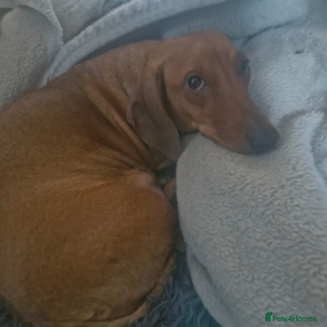 Dachshund dogs for sale: Dashund black and tan - Advert 6
