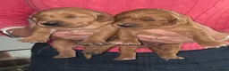 Golden Retriever dogs for sale: Gorgeous red golden retrievers  - Advert 9