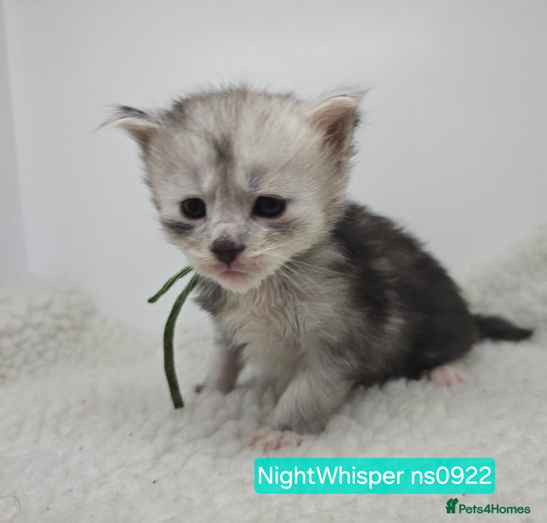 Maine Coon cats for sale: Maine Coon Kittens Silver Imported Shaded Lines - Image 8