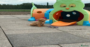 Labrador Retriever dogs - Advert 14