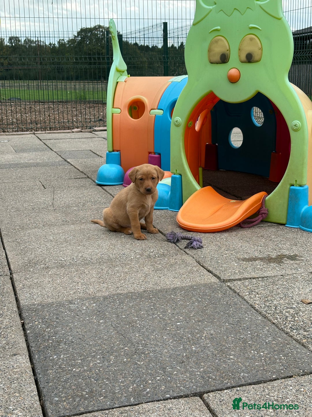 Labrador Retriever dogs for sale: Beautiful KC Fox Red Labs 0/0 hip/elbow mum & dad - Image 2