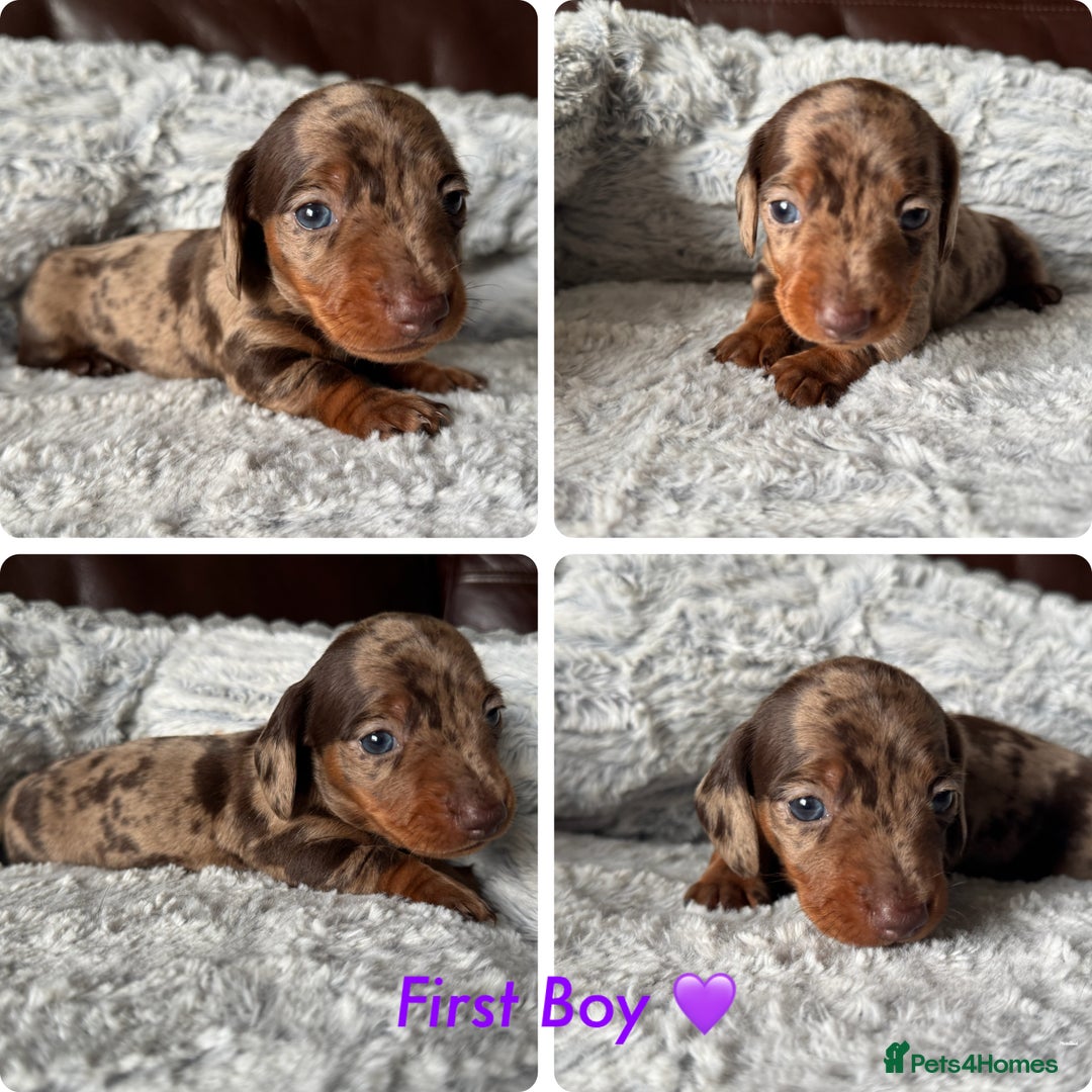 Miniature Dachshund dogs for sale: KC Chocolate Dapple Dachshund puppies - Advert 2
