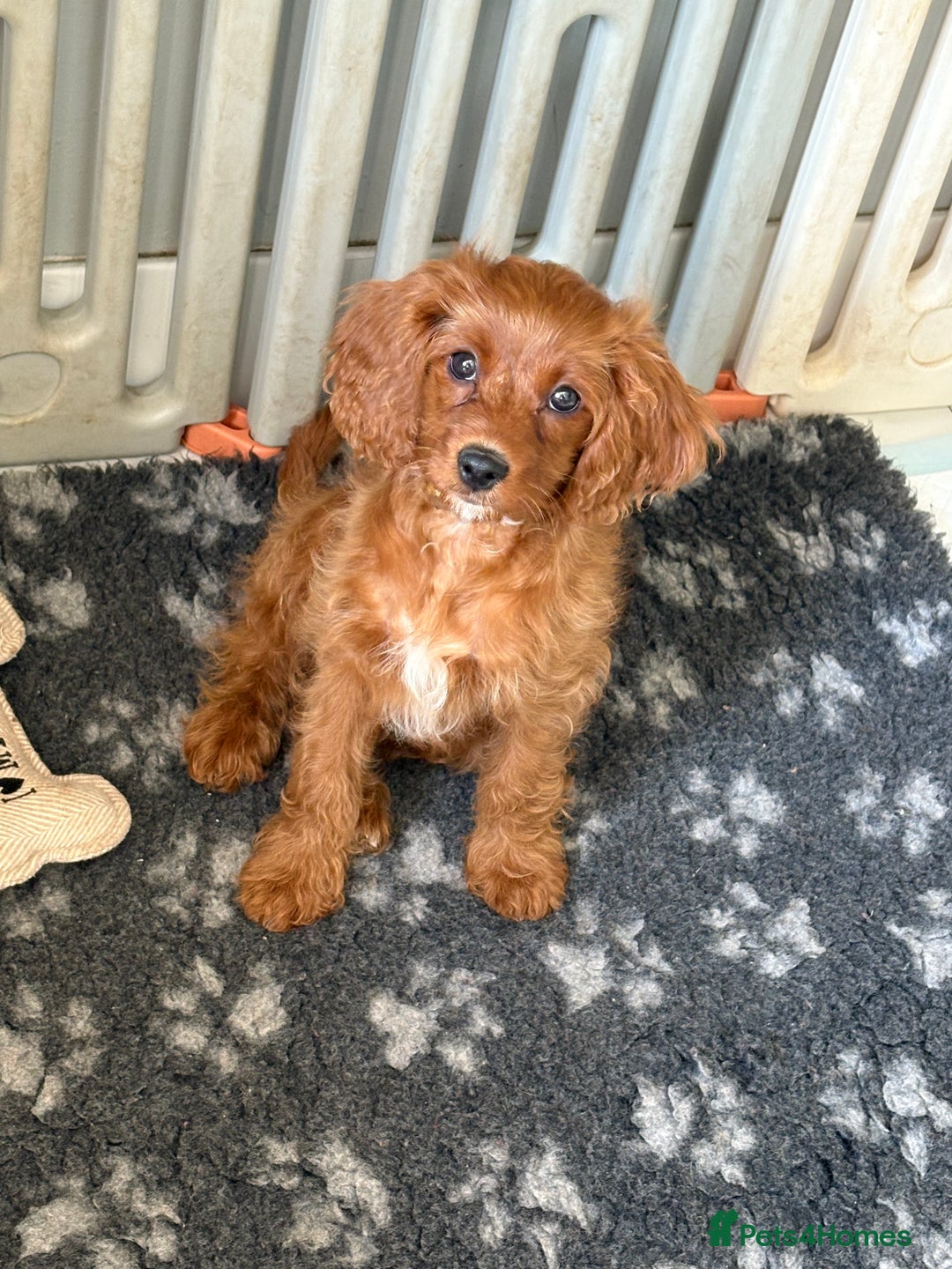 Cavapoo dogs for sale: Last pup left! F1 Cavapoo boy - Image 8