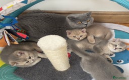 British Shorthair cats for sale: GCCF British Shorthair Kittens– Champion Lines - Image 21