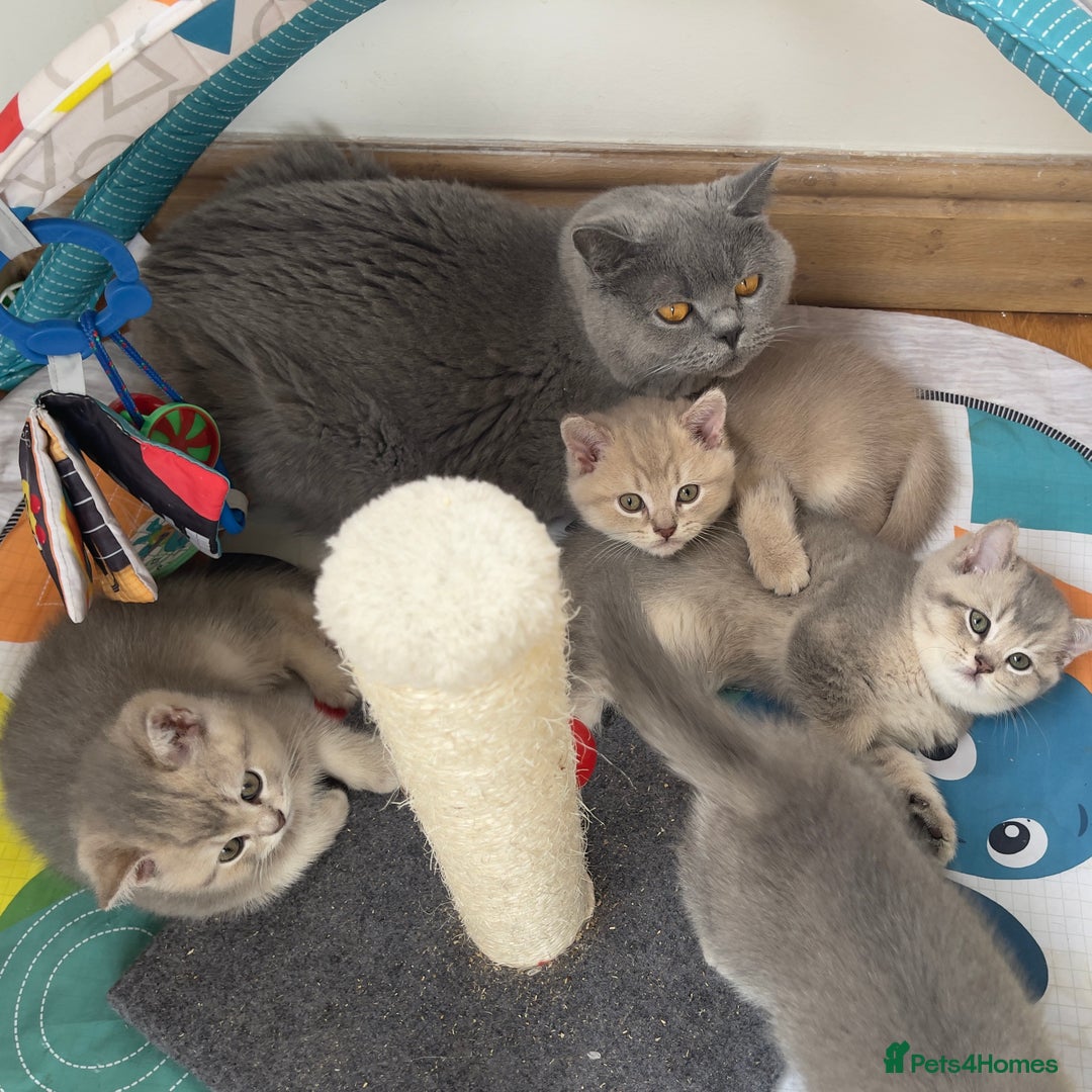 British Shorthair cats for sale: GCCF British Shorthair Kittens– Champion Lines - Image 21