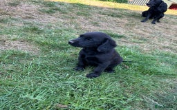 Springador dogs for sale: Springador Puppies - Image 4