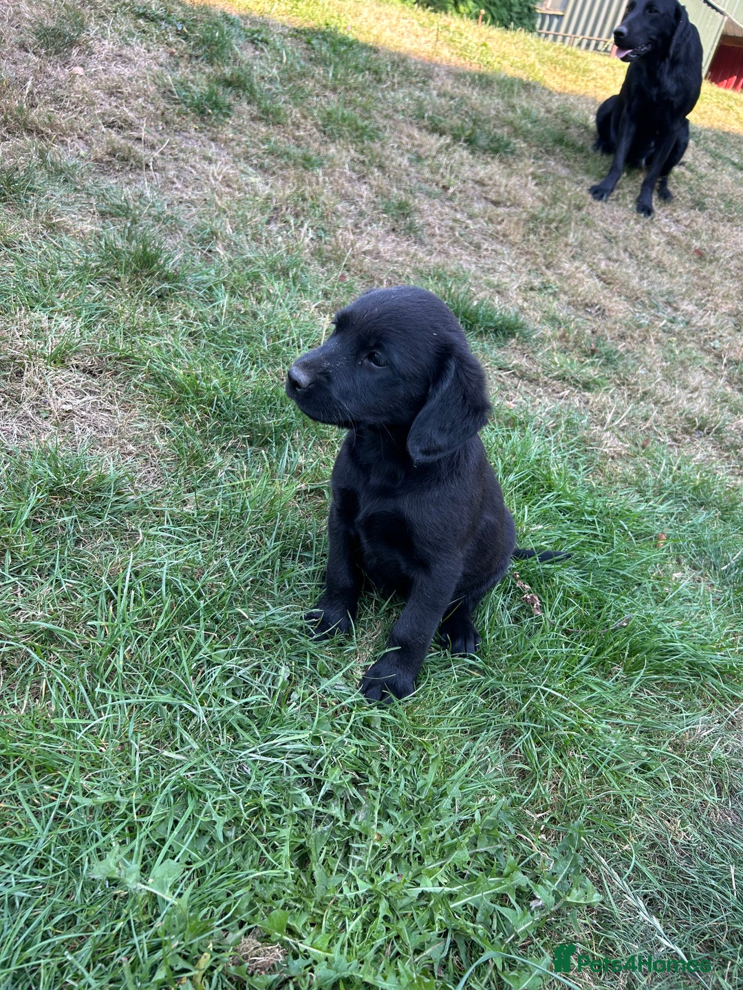 Springador dogs for sale: Springador Puppies - Image 4