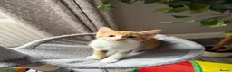 Mixed Breed cats for sale: 5 lovely kittens for sale  - Advert 21