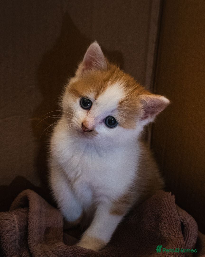 Mixed Breed cats Gorgeous ginger and white girl  - Advert 13