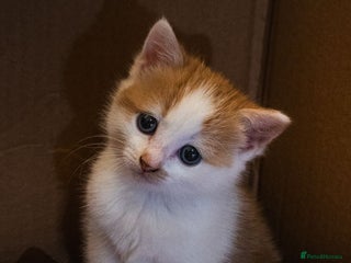 Mixed Breed cats Gorgeous ginger and white girl - Advert 1