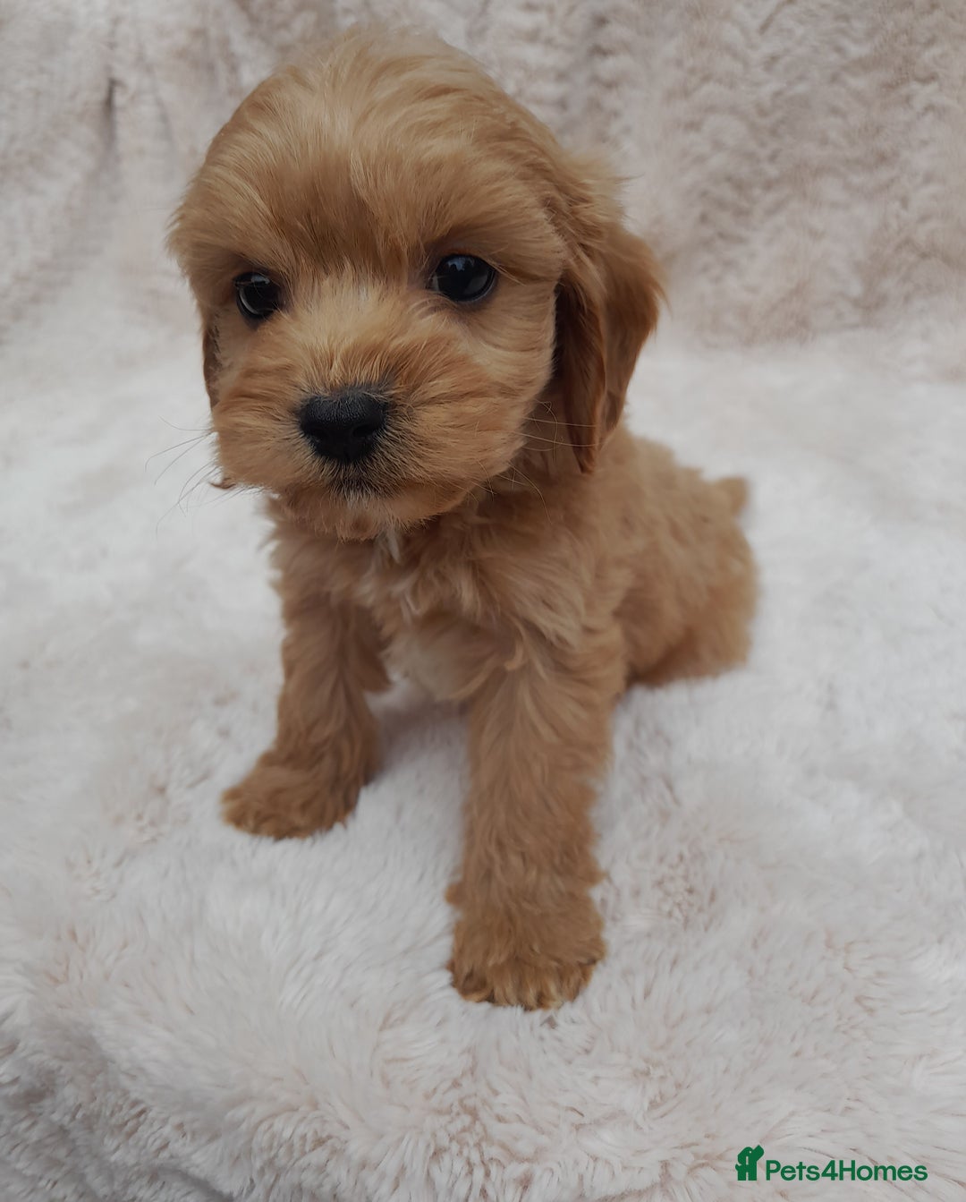 Cavapoo dogs for sale: Beautiful F1 Cavapoo Pups  - Image 12