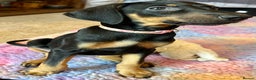Dobermann dogs for sale: KC health tested Doberman puppies - Advert 6