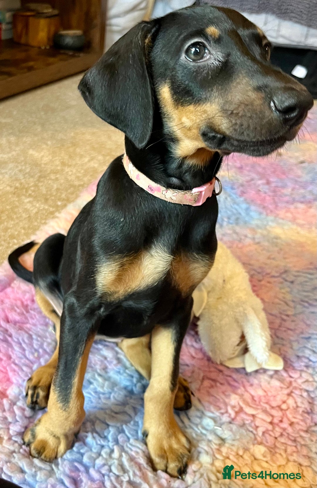 Dobermann dogs for sale: KC health tested Doberman puppies - Advert 6