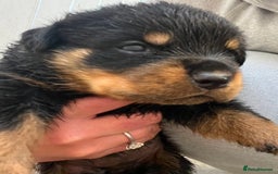 Rottweiler dogs for sale: 🦍🖤🤎KC REG 5 star breeders🤎🖤🦍 - Image 8