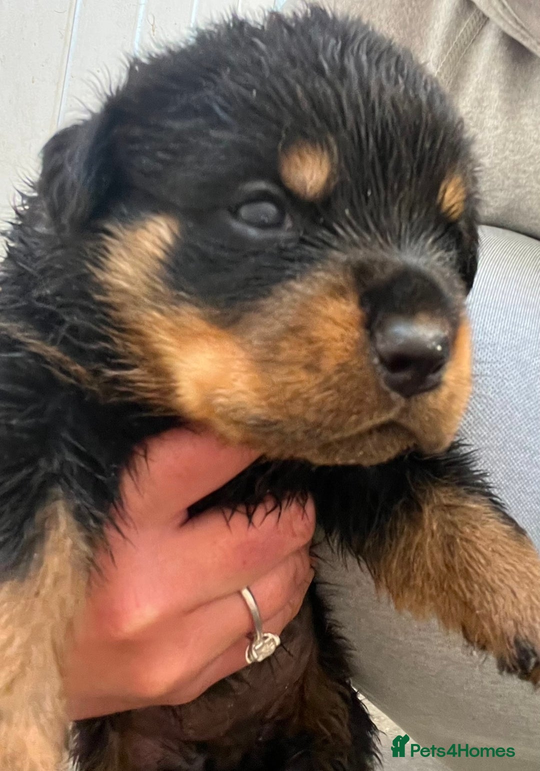 Rottweiler dogs for sale: 🦍🖤🤎KC REG 5 star breeders🤎🖤🦍 - Image 8