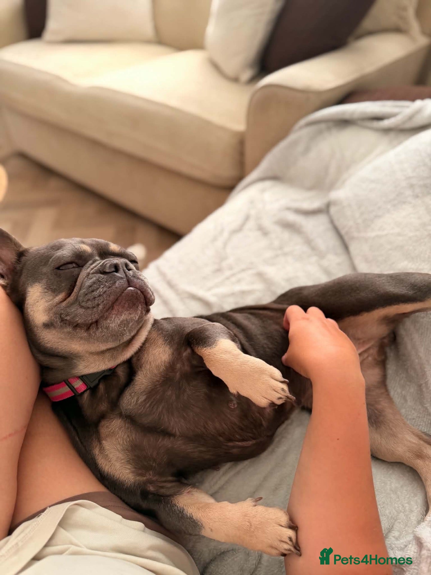 French Bulldog dogs KC registered Blue & Tan female bulldog - Advert 2