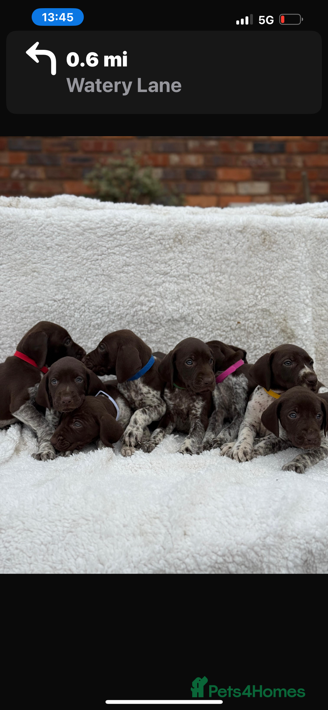 German Shorthaired Pointer dogs for sale: KC registered German Shorthair Pointer Puppy - Advert 15