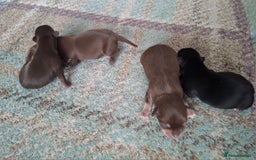 Chihuahua dogs for sale: Chihuahua puppies qty 4 - Image 2