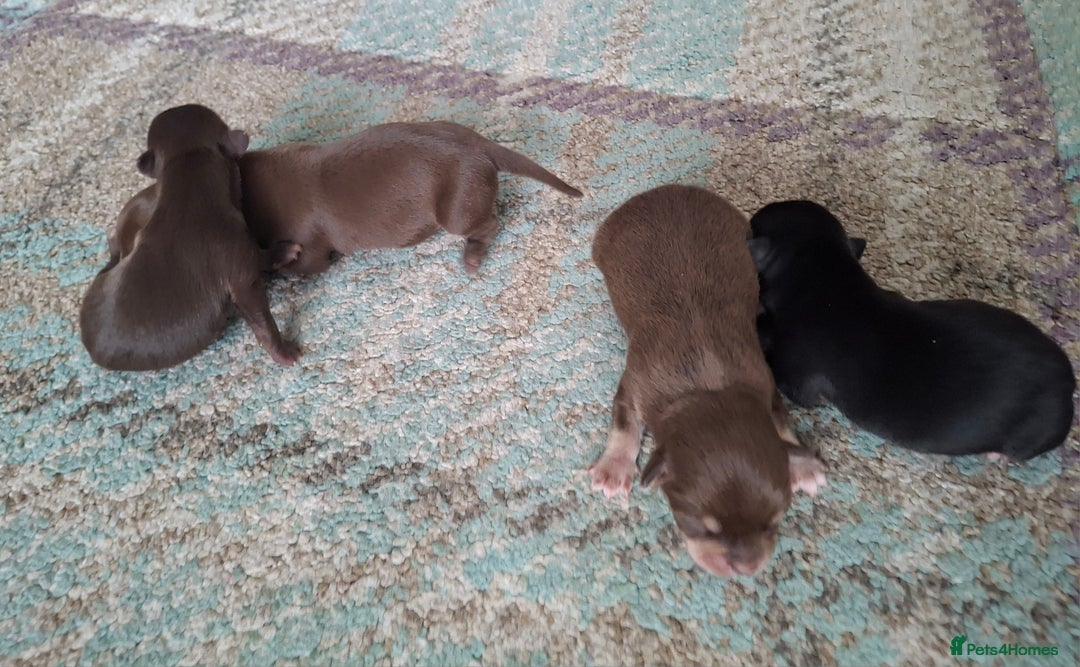 Chihuahua dogs for sale: Chihuahua puppies qty 4 - Image 2