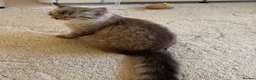 Ragdoll cats for sale: ACTIVE FAWN POINT GIRL AVAILABLE  in Norwich - Advert 15
