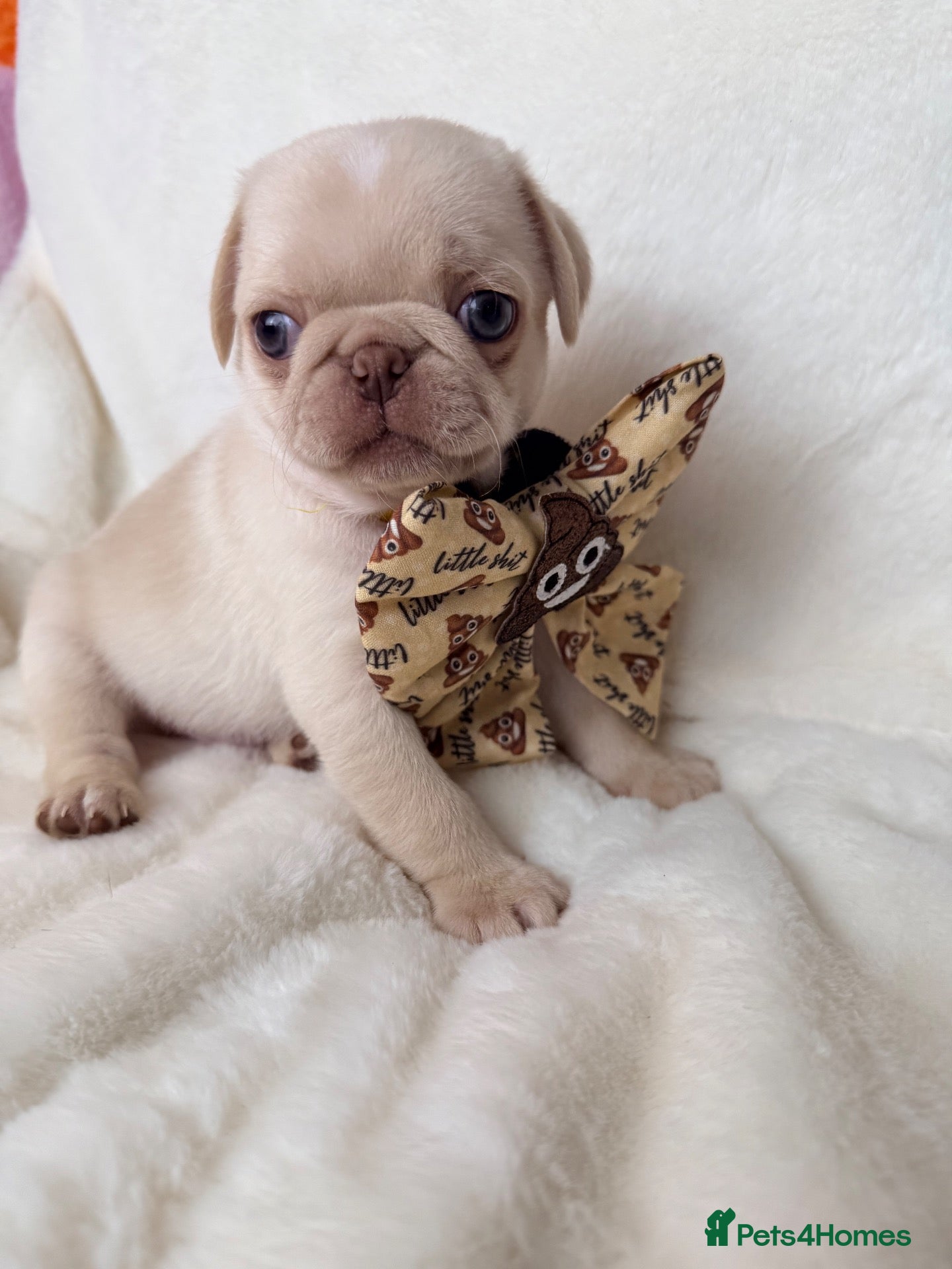 Pug dogs 3rd generation pugs 1 boy available  - Advert 1