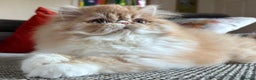 Persian cats for sale: Quality Persian Girls - Available Now - Advert 14
