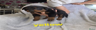 Rottweiler yellow puppy