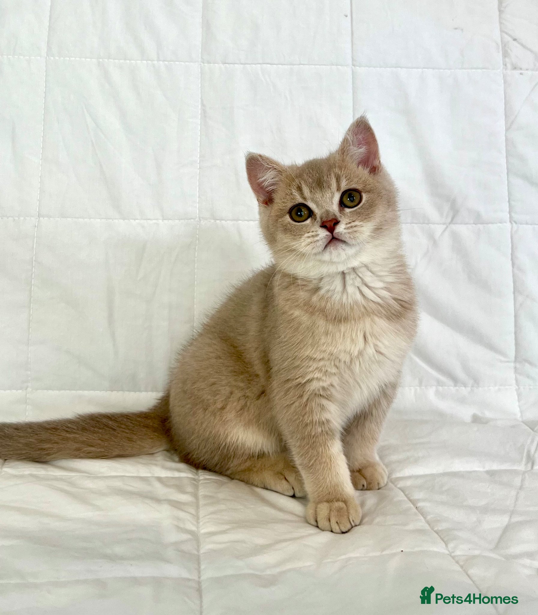 British Shorthair cats 🐾Purebred BSH Kittens🐾  - Advert 7