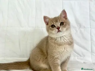 British Shorthair cats 🐾Purebred BSH Kittens🐾 - Advert 7
