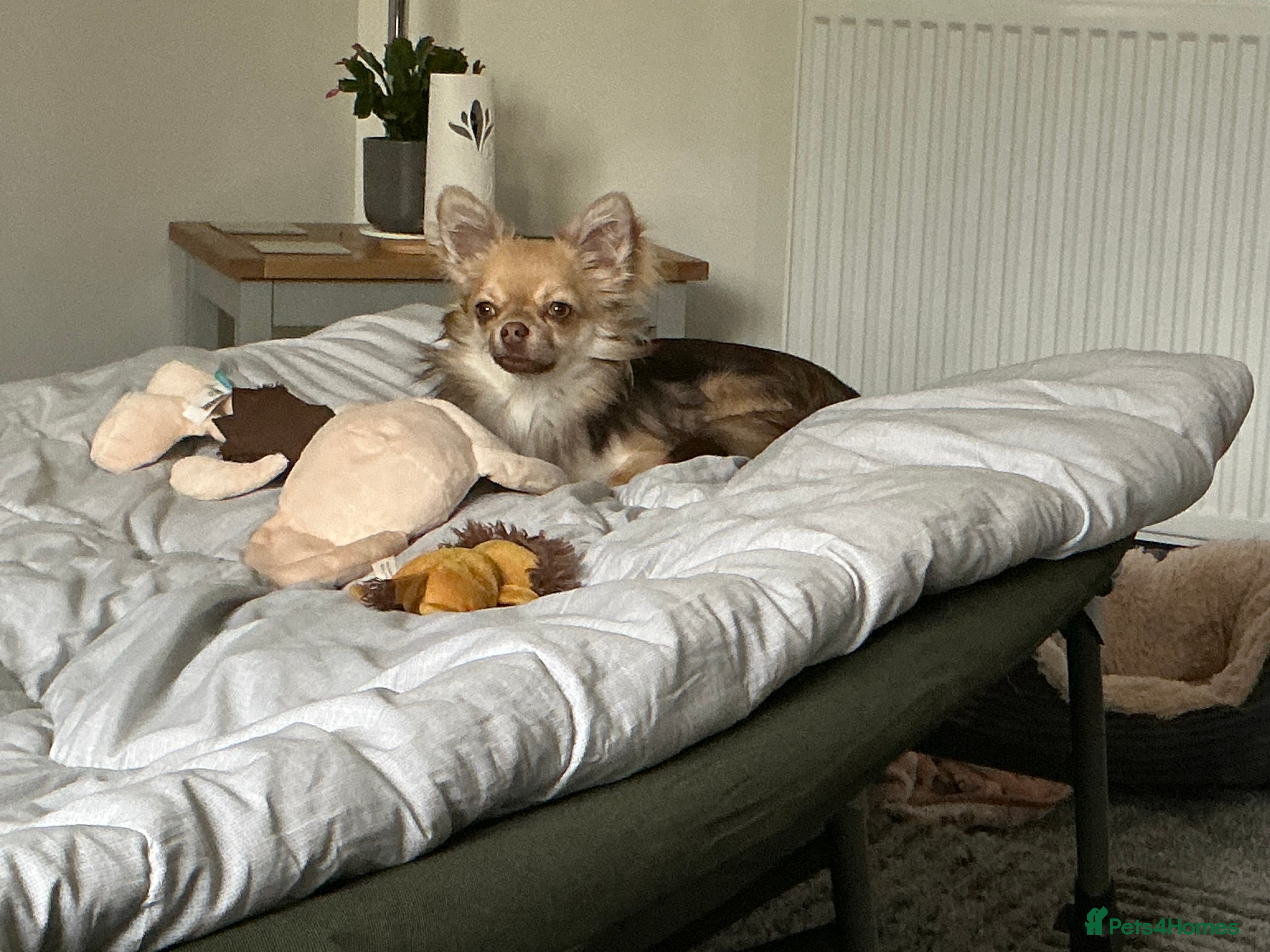 Chihuahua dogs Chuhushuas - Advert 1