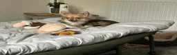 Chihuahua dogs for sale: Chuhushuas - Advert 1
