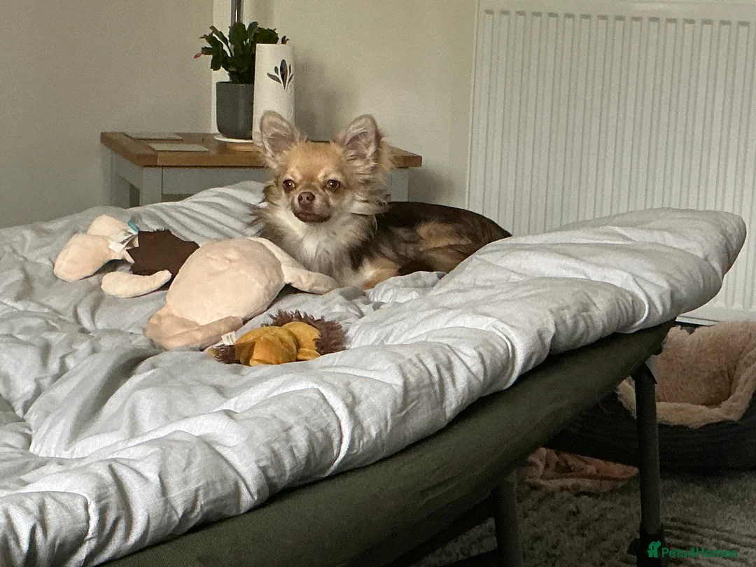 Chihuahua dogs for sale: Chuhushuas - Advert 1