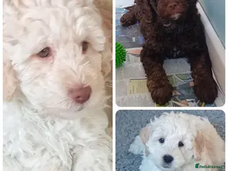 Goldendoodle dogs Adorable Miniature Double Doodle puppies - Advert 3
