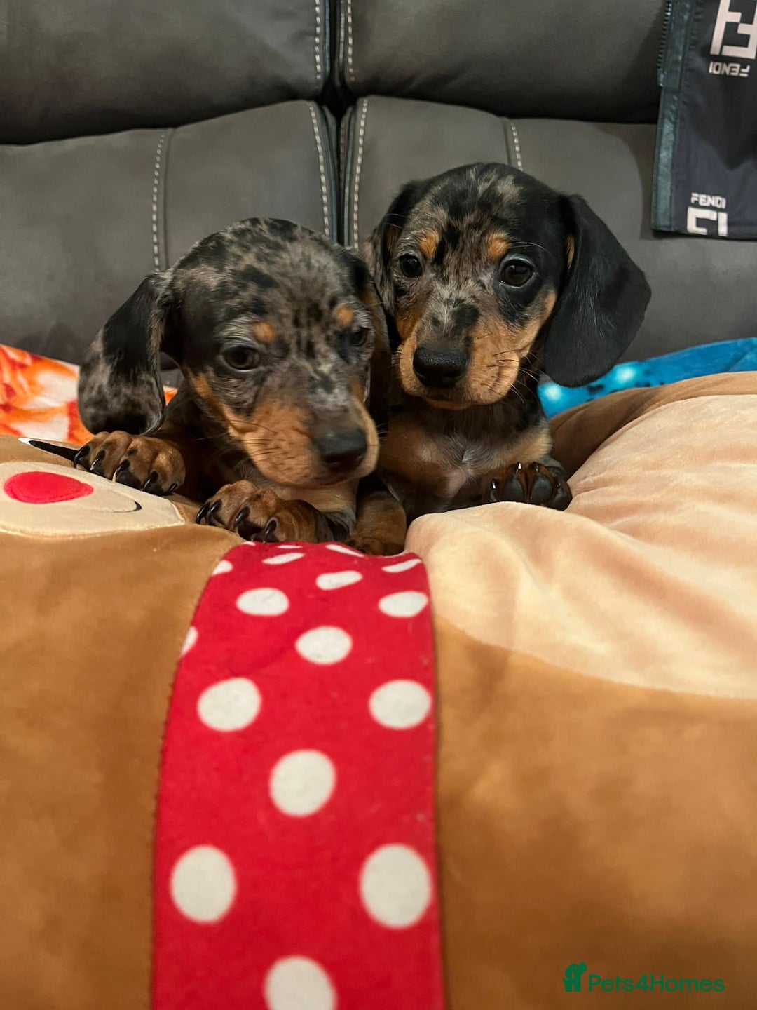 Dachshund dogs for sale: Just one girl left. Ready for her new homes - Advert 1
