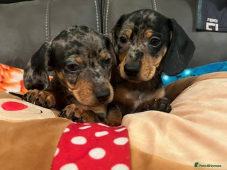 Dachshund dogs - Advert 1