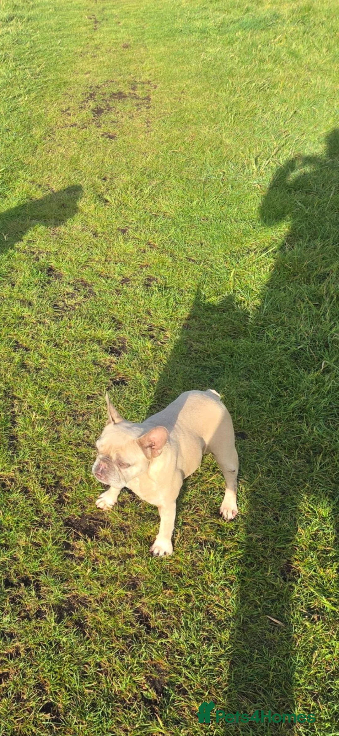 French Bulldog dogs for sale: 2x Female French Bulldogs - Advert 6