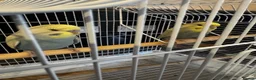 Budgerigars birds for sale: Tamed budgies  - Advert 7