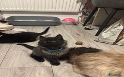Ragdoll cats for sale: Ragdoll mix Bombay  - Image 11
