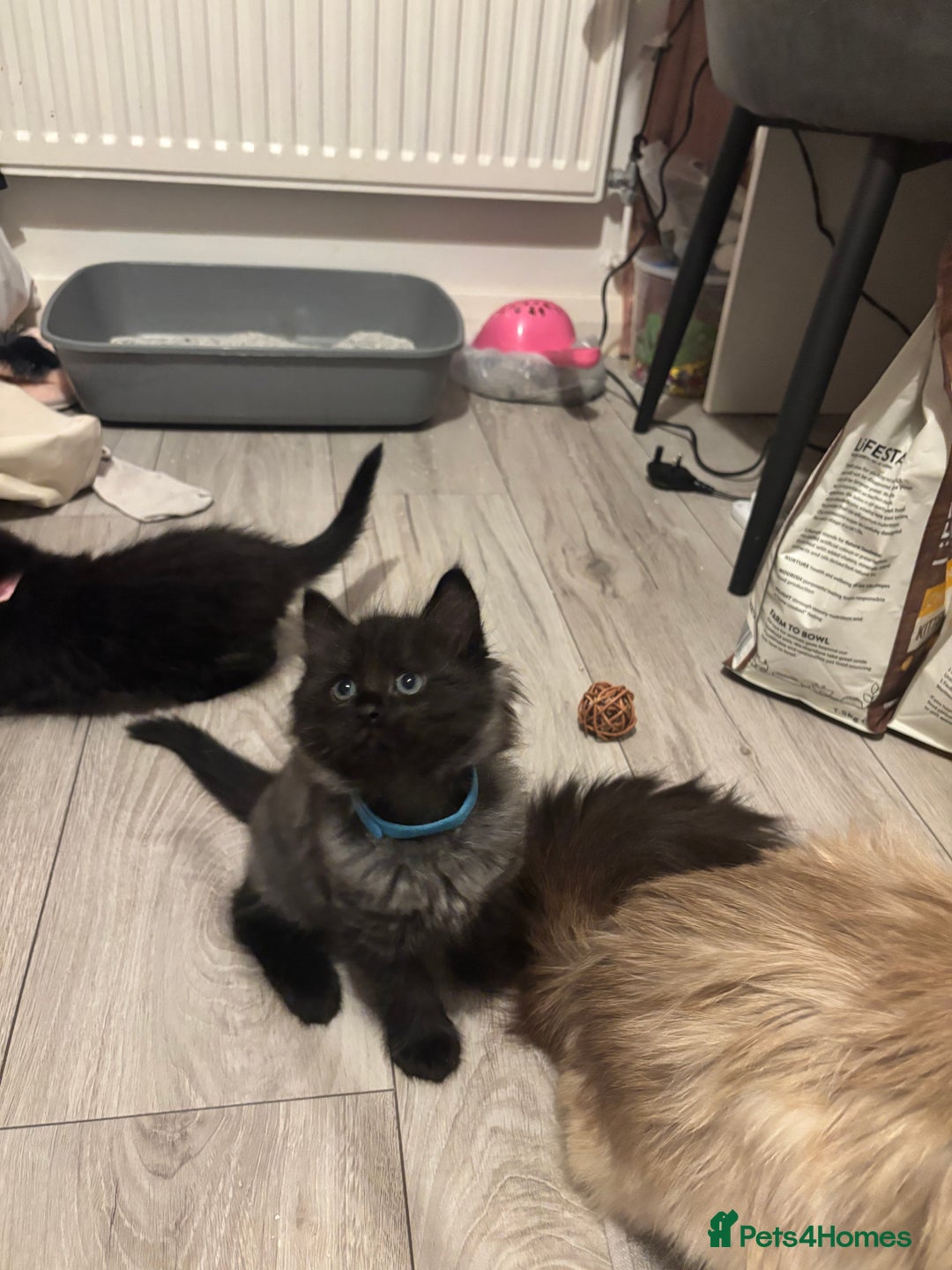 Ragdoll cats for sale: Ragdoll mix Bombay  - Image 11