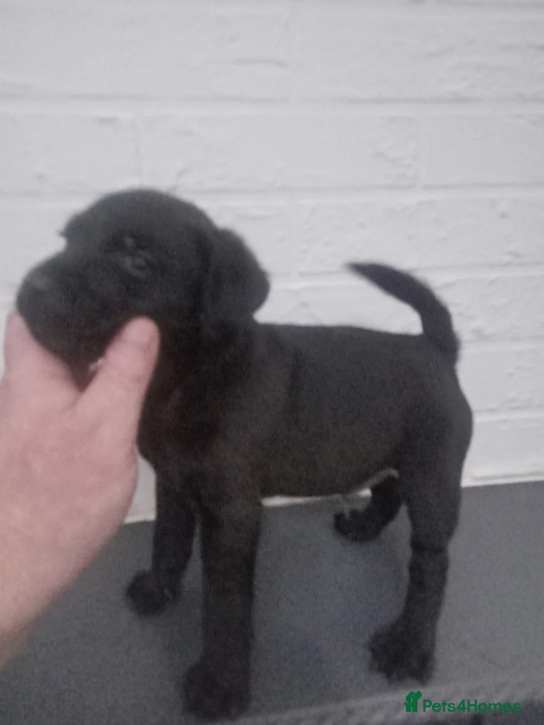 Patterdale Terrier dogs for sale: PATTERDALE PUPS FOR SALE READDY NOW  in Birkenhead - Advert 15