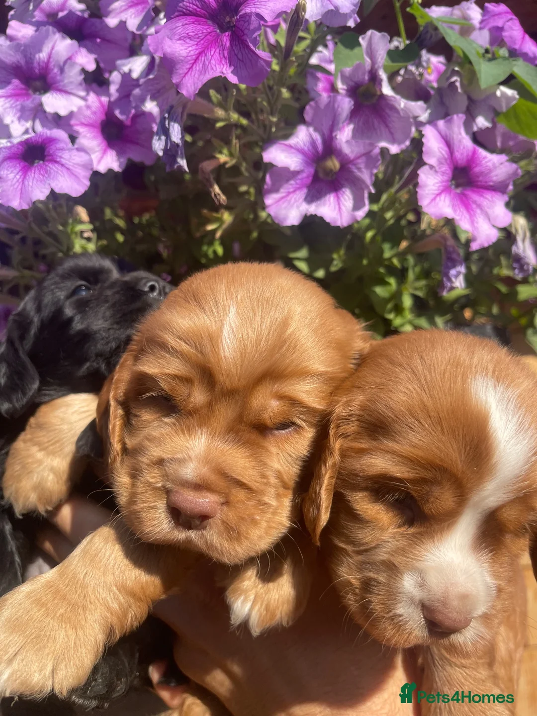 Cocker Spaniel dogs for sale: Show type cocker spaniels.  - Advert 2