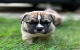 Old Tyme Bulldog dogs for sale: Old Tyme Bulldog puppies for sale - Image 4